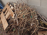 Decomposing Biomass :: Henderson Nevada Yard Bio-Waste_2